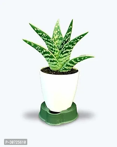 The Entacloo Aloe Vera Plant ryh178-thumb0