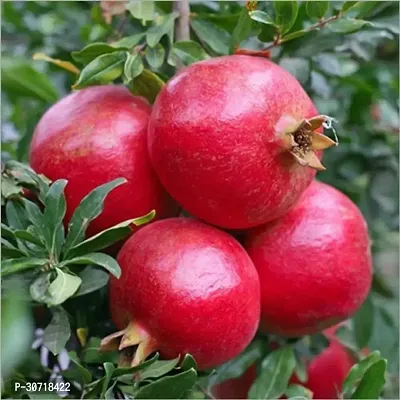 The Entacloo Pomegranate Plant DALIM PLANT-thumb0