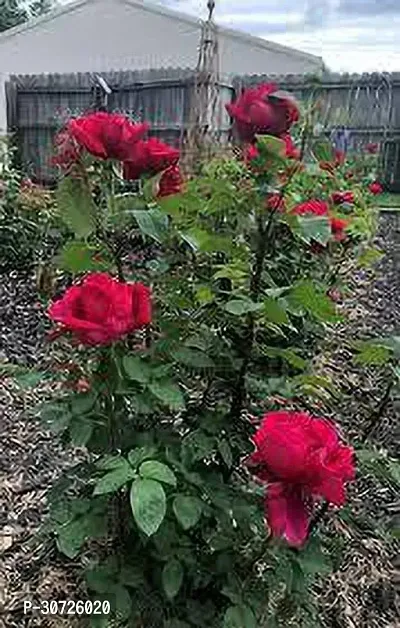 The Entacloo Rose Plant Rosa Chrysler Imperial Rose Plant-thumb2