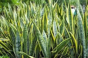 The Entacloo Snake Plant SNAKE PLANT KE33-thumb2