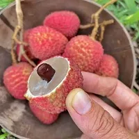 The Entacloo Litchi Plant Hybrid LitchiLychee Fruit Live Plant-thumb2