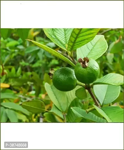 The Entacloo Guava Plant EGRDN_575-thumb0