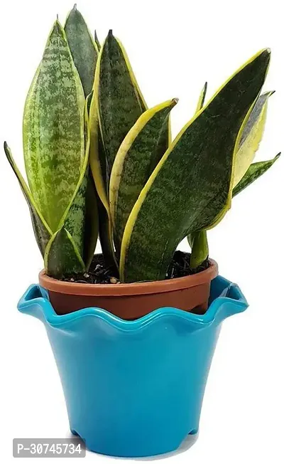 The Entacloo Snake Plant Natural PlantAir Purifying Dwarf Snake plantMotherinLaws TongueSansevieria-thumb0