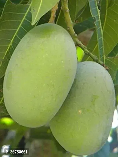 The Entacloo Mango Plant Live Langra Mango Grafted Fruit 1 Healthy Plant-thumb0