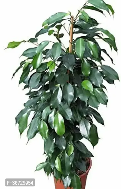 The Entacloo Ficus Bonsai Plant EZfi4-thumb0