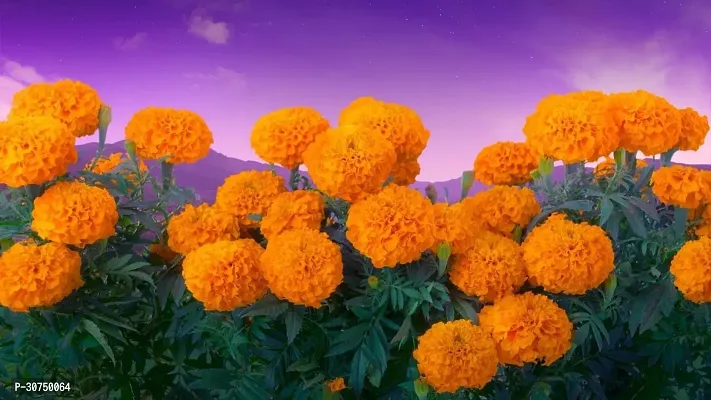 The Entacloo Marigold Plant Marigold plant 30-thumb0