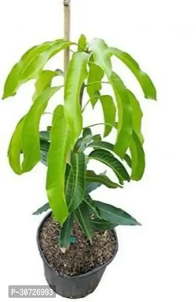 The Entacloo Mango Plant BHJG30-thumb0