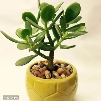 The Entacloo Money Plant Lucky JADE Plant (Friendship Plant Goodwill plantMoney plant) with Buddha head pot-thumb0