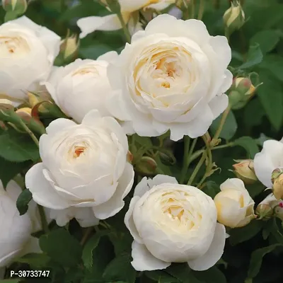 The Entacloo Rose Plant Royal Jubilee White Rose Beautiful Live Plant-thumb2