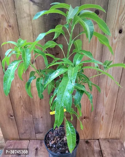 The Entacloo Mango Plant Thai mango plant35-thumb0