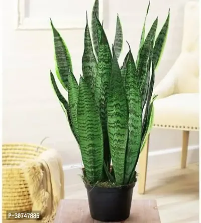 The Entacloo Snake Plant Hybrid_Snake3-thumb0