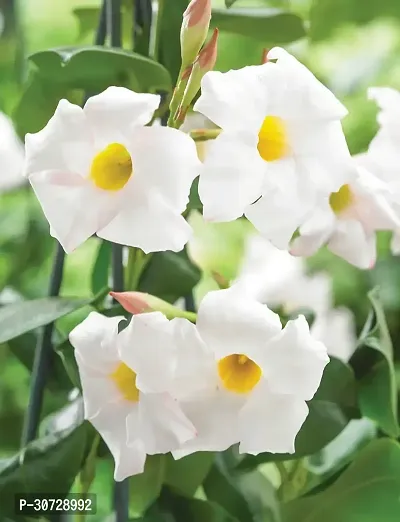 The Entacloo Thunberjia Plant white AllamandaThunbergia Erectawhite trumpet Vine evergreen winewhiteSkyflower-thumb2