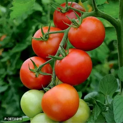 The Entacloo Tomato Plant Tree tomato plant live