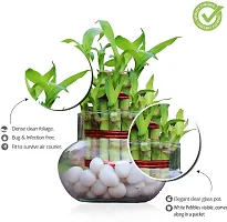 The Entacloo Two Layer Bamboo Plant 2L bamboo in handi vase with white pebbles-thumb1