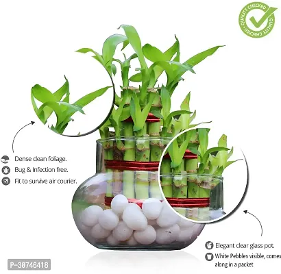 The Entacloo Two Layer Bamboo Plant 2L bamboo in handi vase with white pebbles-thumb2