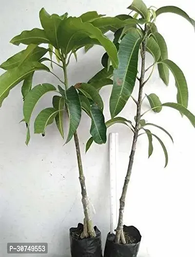 The Entacloo Mango Plant NDJU236-thumb0