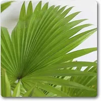 The Entacloo China Palm Plant China Palm Plant-thumb1