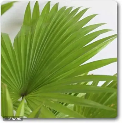 The Entacloo China Palm Plant China Palm Plant-thumb2