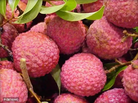 The Entacloo Litchi Plant Grafted Sweet Tasty Hybrid Chinese Baila Litchi Plant.-thumb0