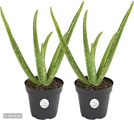 The Entacloo Aloe Vera Plant Set Of 2 Aloe Vera 005-thumb0