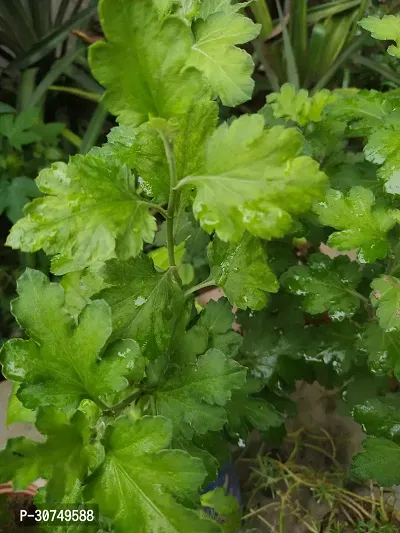 The Entacloo Tulsi Plant tulasi plant-thumb0