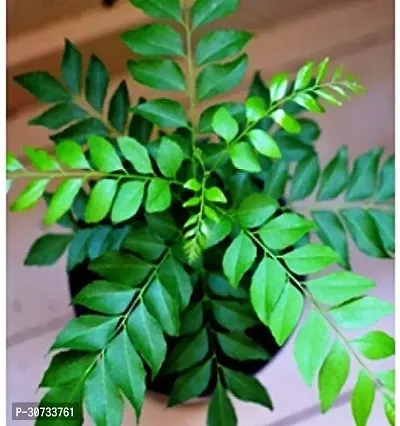 The Entacloo Curry Leaf Plant Kadi Patta , Curry Leaf , Murraya Koenigii , Sweet Neem Herb Live Plant-thumb0