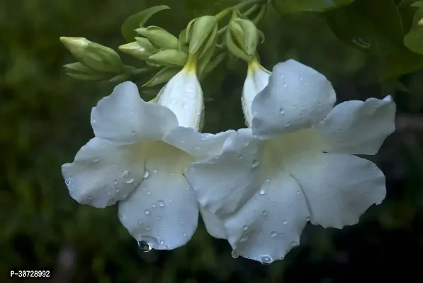 The Entacloo Thunberjia Plant white AllamandaThunbergia Erectawhite trumpet Vine evergreen winewhiteSkyflower-thumb0