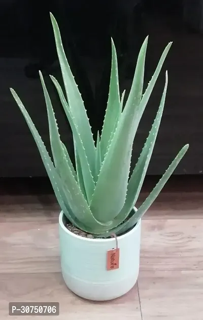 The Entacloo Aloe Vera Plant aloevera plant 074-thumb0