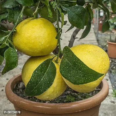 The Entacloo Lemon Plant Pomelo Big Size Sweet Citrus Lemon Plant. CF230-thumb0