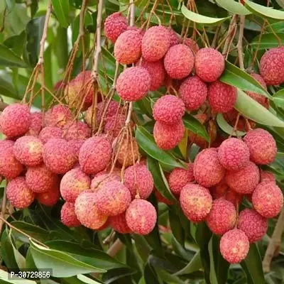 The Entacloo Litchi Plant Sweet Litchi 1.5ft HealthyFresh Short Time Fruit Plant with Polly Bags-thumb0