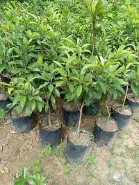 The Entacloo Chiku Plant one live drawf ChikooSapota fruit plants by Dishita-thumb2