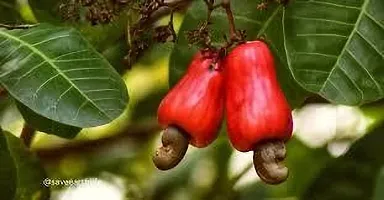 The Entacloo Cashew Plant KAJU PLANT 112 H-thumb2