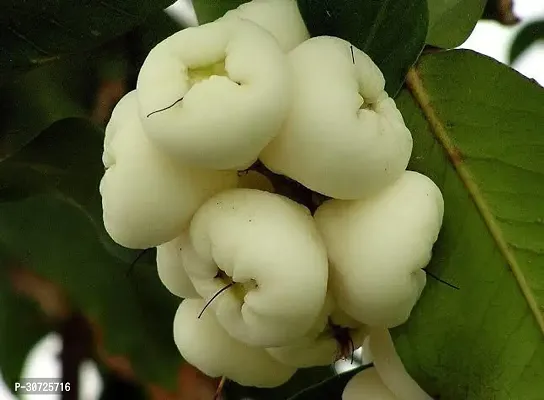 The Entacloo Wax Apple White Wax Fruit Water Apple Frout Plant-thumb0