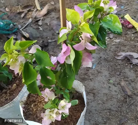 The Entacloo Baugainvillea Plant Baugainvillea Plant Disha-000216-thumb0