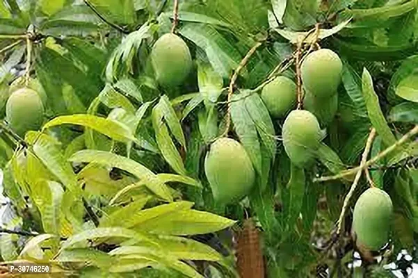 The Entacloo Mango Plant MANGO PLANT DF HHJ-thumb0