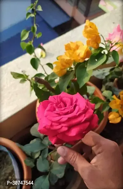 The Entacloo Rose Plant Rose Flower Live Plant FP01-thumb0