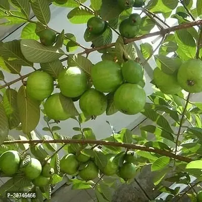 The Entacloo Guava Plant GUAVAVA PLANT VRT55-thumb2