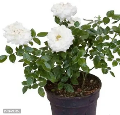 The Entacloo Rose Plant White rose plant-thumb0