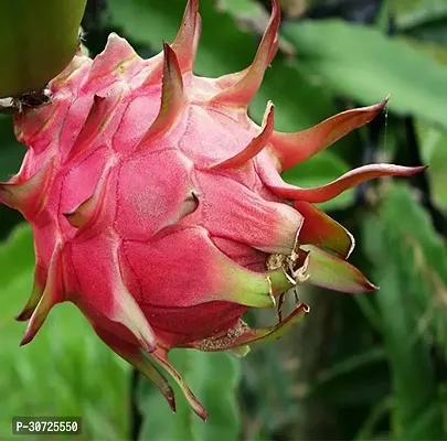 The Entacloo Dragon Tree Live Dragon fruit plant-thumb0