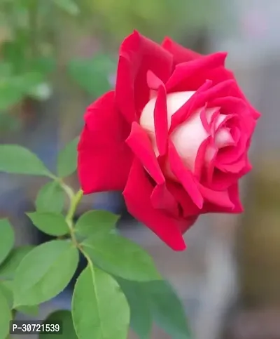 The Entacloo Rose Plant Hybrid All Season Live Rose PlantCF120-thumb0