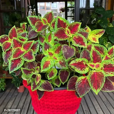 The Entacloo Coleus Plant Live Light Green Red Coleus Plant - Decorative Plants-thumb0