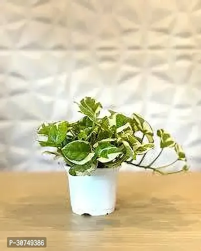 The Entacloo Money Plant MONETY PLANT GHJ-thumb0