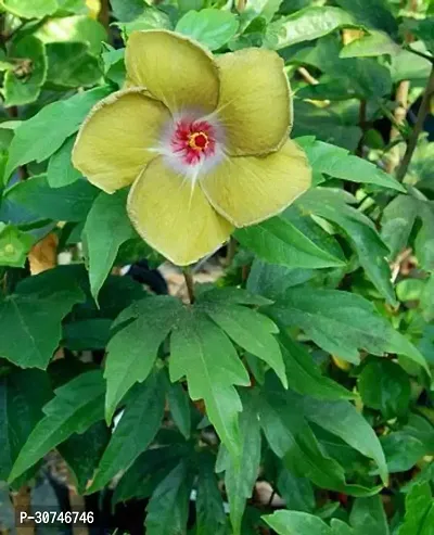 The Entacloo Hibiscus Plant hibiscus plant 30-thumb2