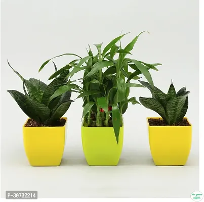 The Entacloo Golden Money Plant WoodGibbsGifts-WB-393-thumb0