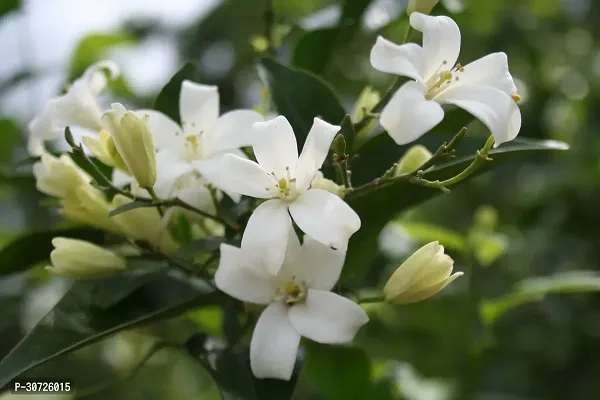 The Entacloo Murraya Paniculata Plant Murraya Paniculata Kamini Flower Plant CF0001-thumb0