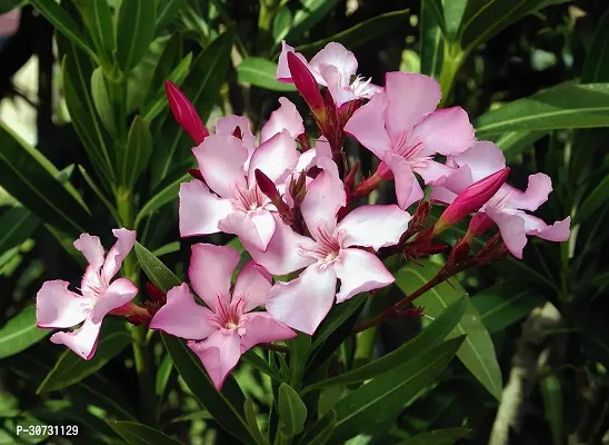 The Entacloo Oleander Plant Oleander PlantKarabi plant Nerium Oleander-thumb0