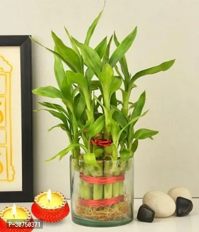 The Entacloo Lucky Bamboo Straight Stick Lucky Bamboo plant