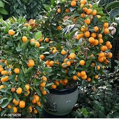 The Entacloo Lemon Plant All Seasons Orange Rare Dwarf Vutaney Orange chatuki komola Live PlantPlant Plant (1 Healthy Live Plant)-thumb2