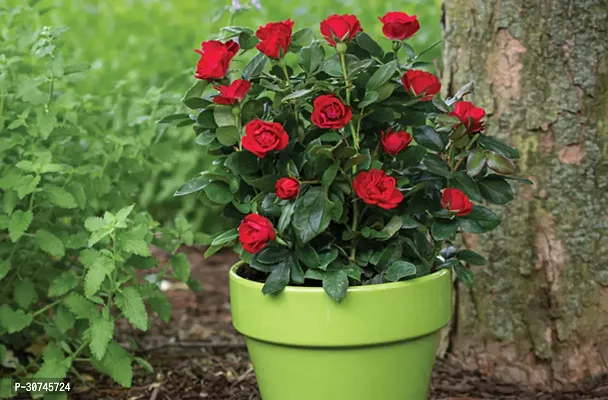 The Entacloo Rose Plant Rose Plant BG45-thumb0