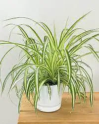 The Entacloo Spider Plant SPIDER PLANT-thumb2